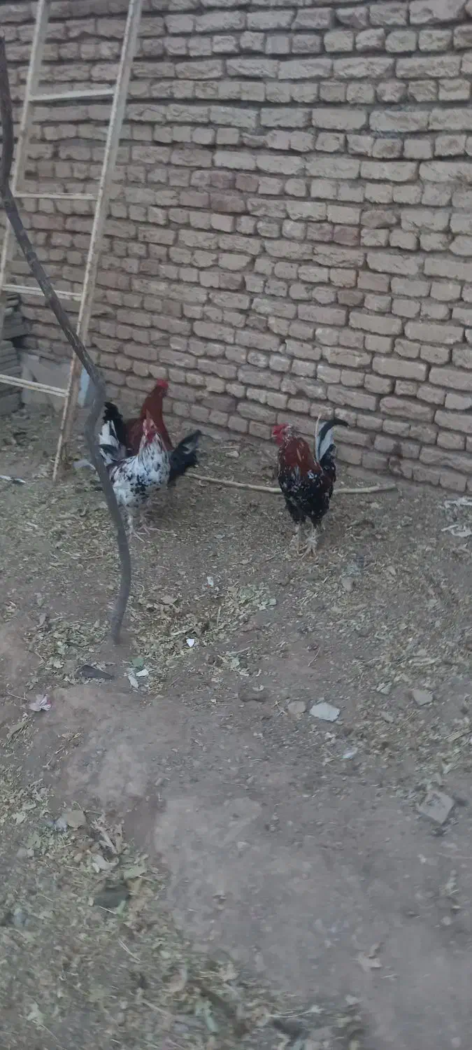 خروس|حیوانات مزرعه|بن, |دیوار