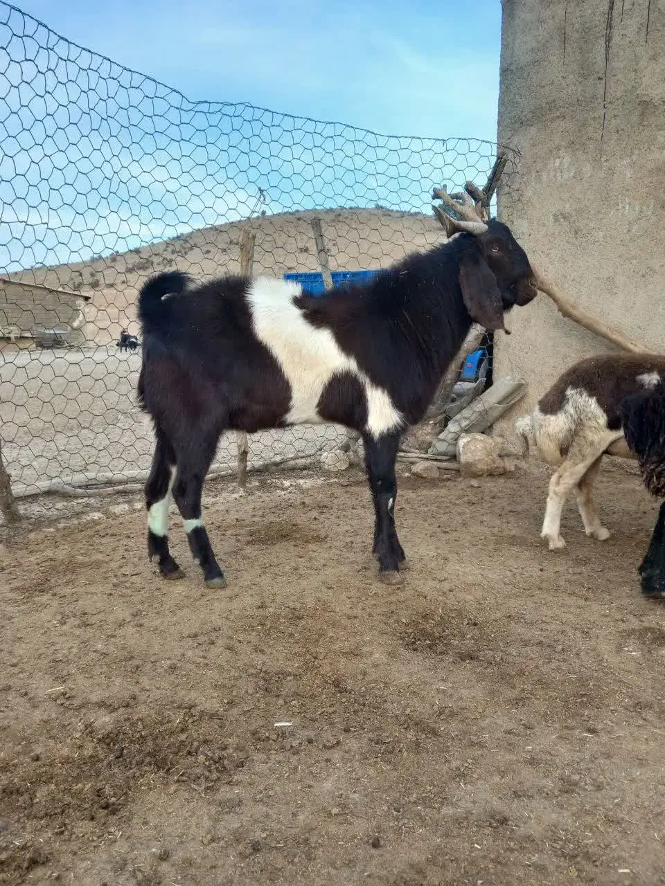 نر بز نجدی|حیوانات مزرعه|الشتر, |دیوار