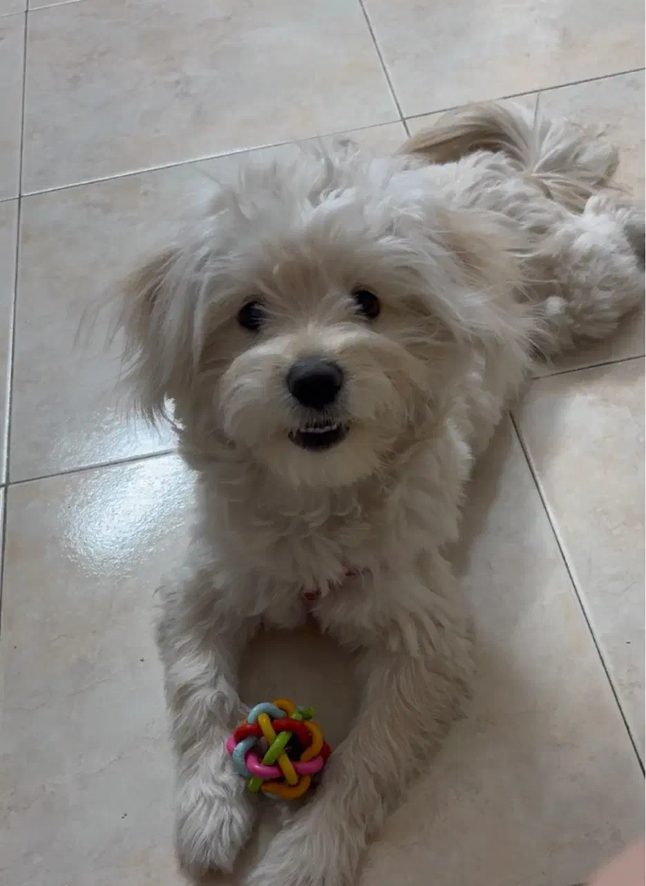 واگذاری سگ ۸ م|سگ|تهران, کرمان|دیوار