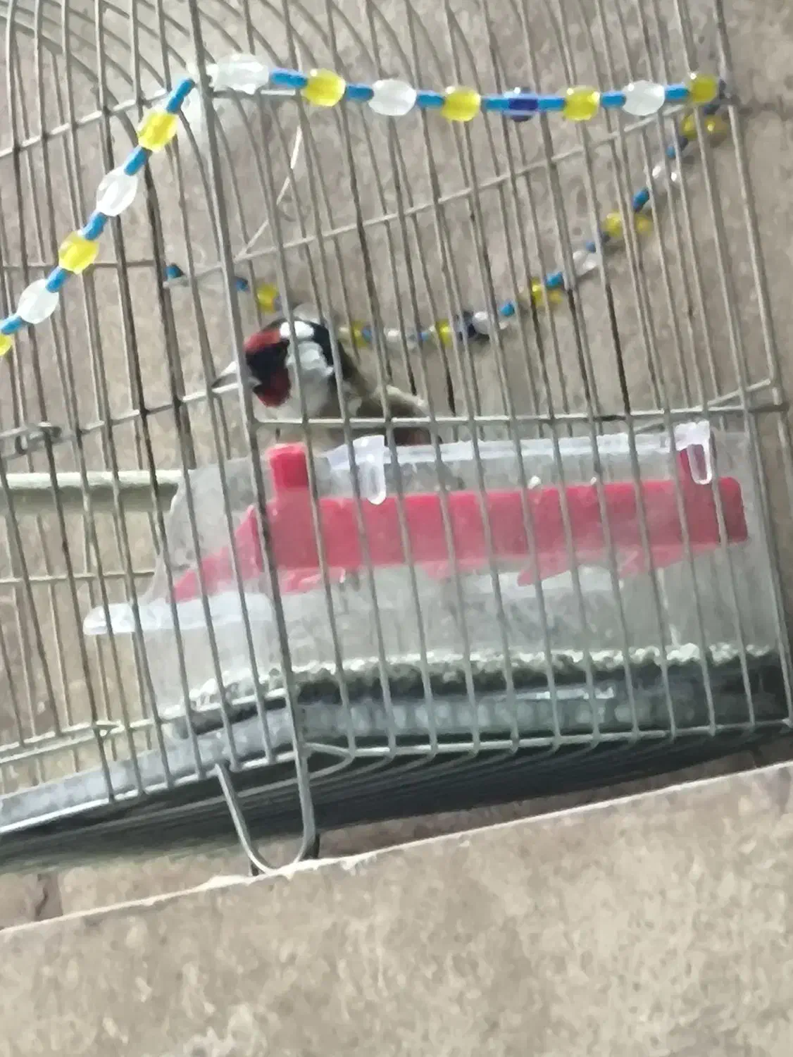 سهرهنر|پرنده|رباطکریم, شترخوار|دیوار