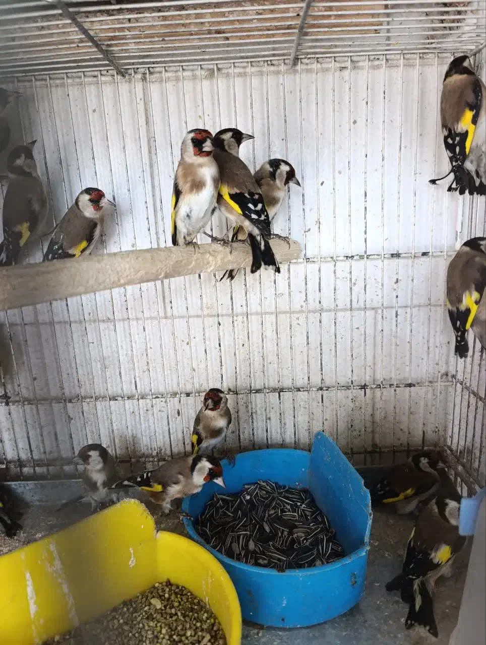 سهره|پرنده|بندرعباس, |دیوار