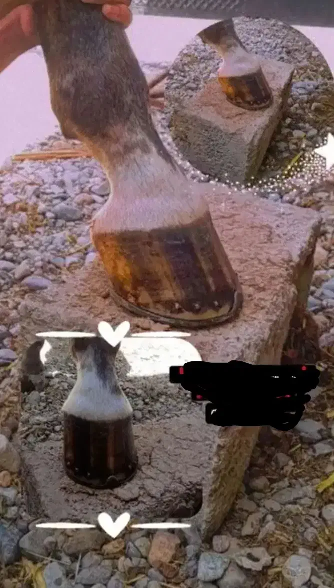 نعلبندی اسب|اسب و تجهیزات اسب‌سواری|جیرفت, |دیوار