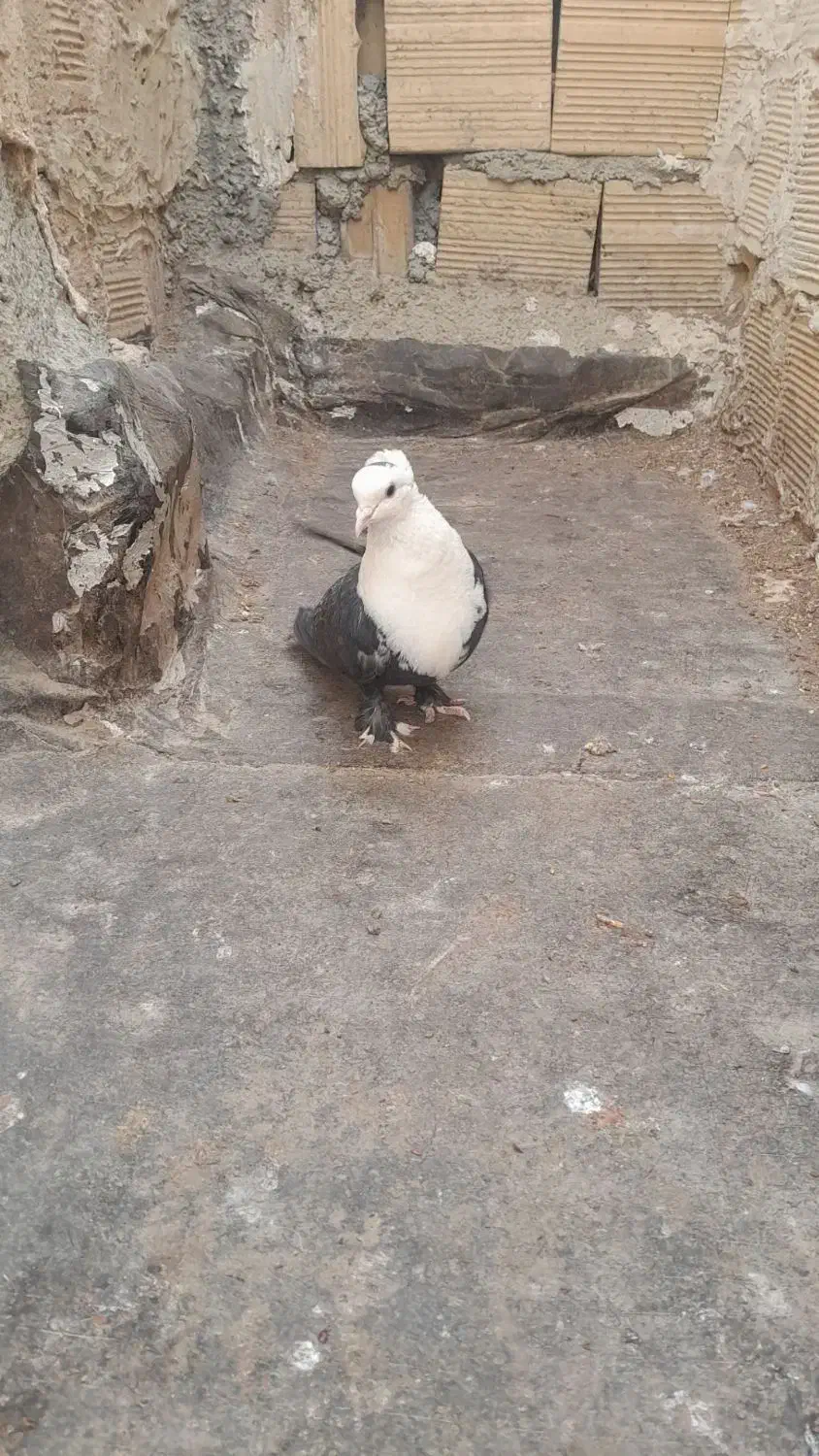 کبوتر|پرنده|چناران, |دیوار