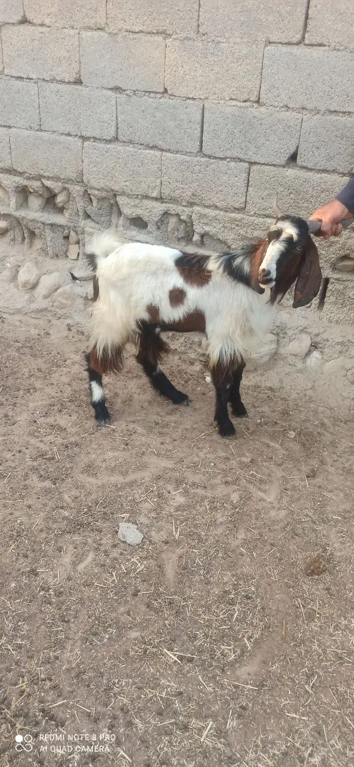 کهره بره|حیوانات مزرعه|اهرم, |دیوار