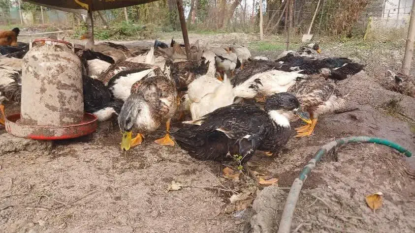 اردک محلی به تعداد زیاد|حیوانات مزرعه|ماسال, |دیوار