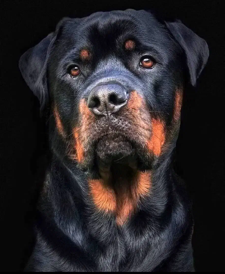 روتوایلر اصل ماده|سگ|فردیس, شهرک راه آهن|دیوار