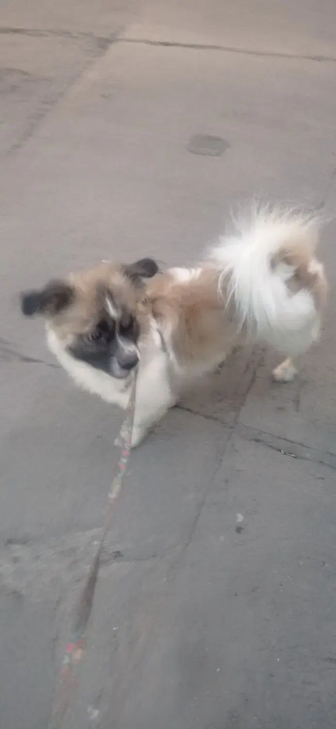 میکس پامر روباهی پیکینیز|سگ|تهران, شکیبا|دیوار