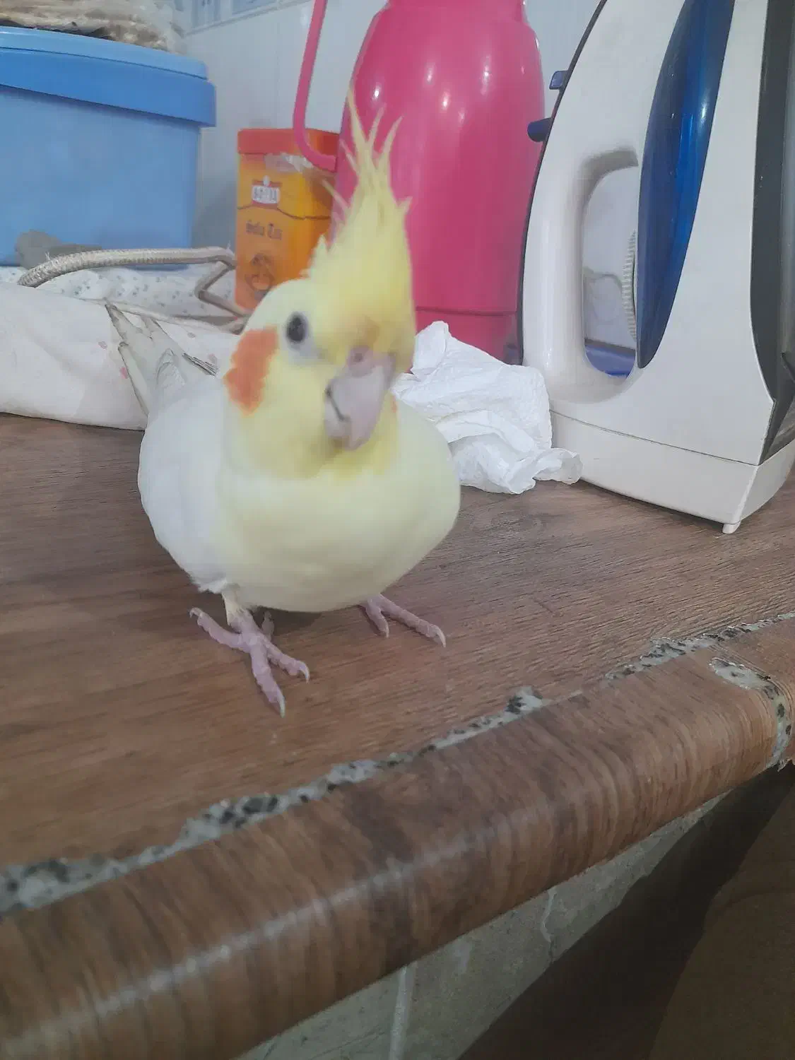 عروس هلندی|پرنده|شهرضا, |دیوار