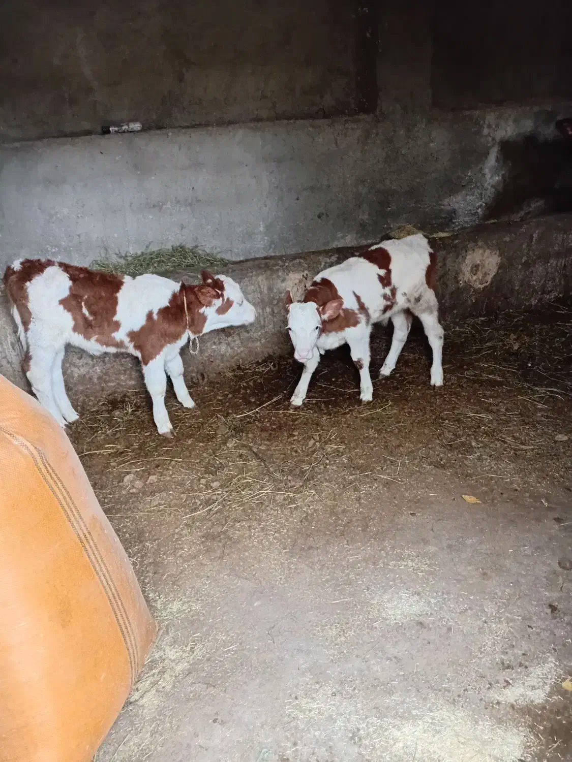 گوساله نر وماده|حیوانات مزرعه|انزل, |دیوار