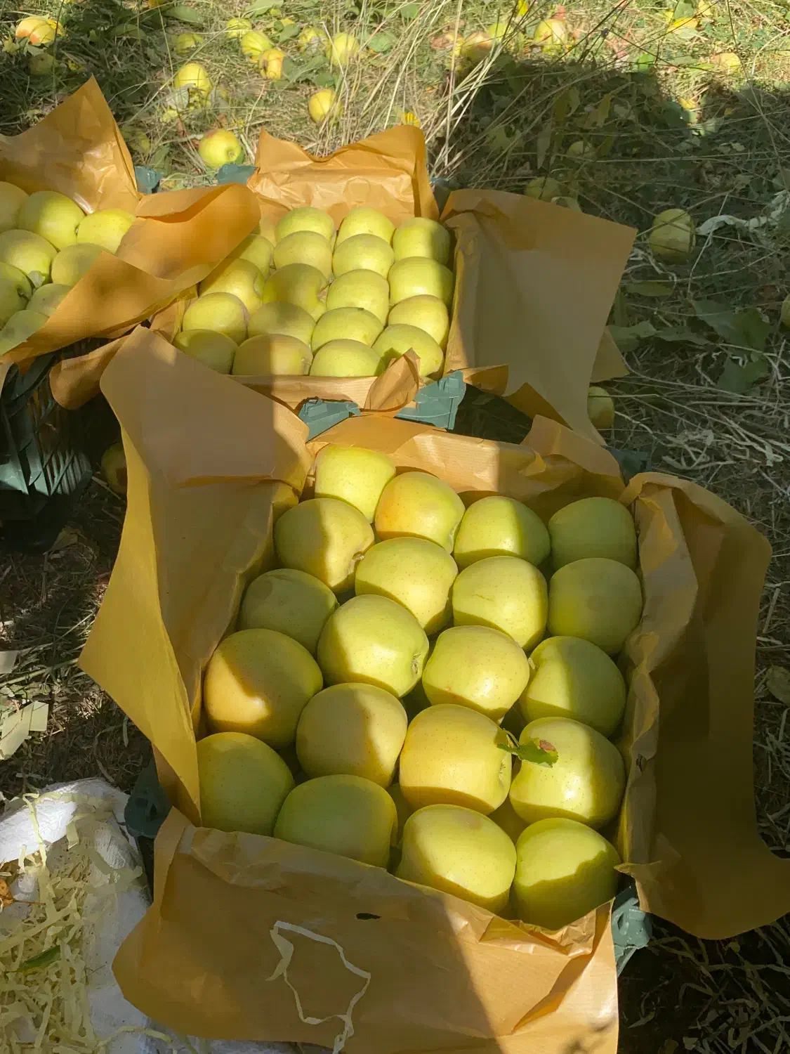 سیب|خوردنی و آشامیدنی|اشنویه, |دیوار