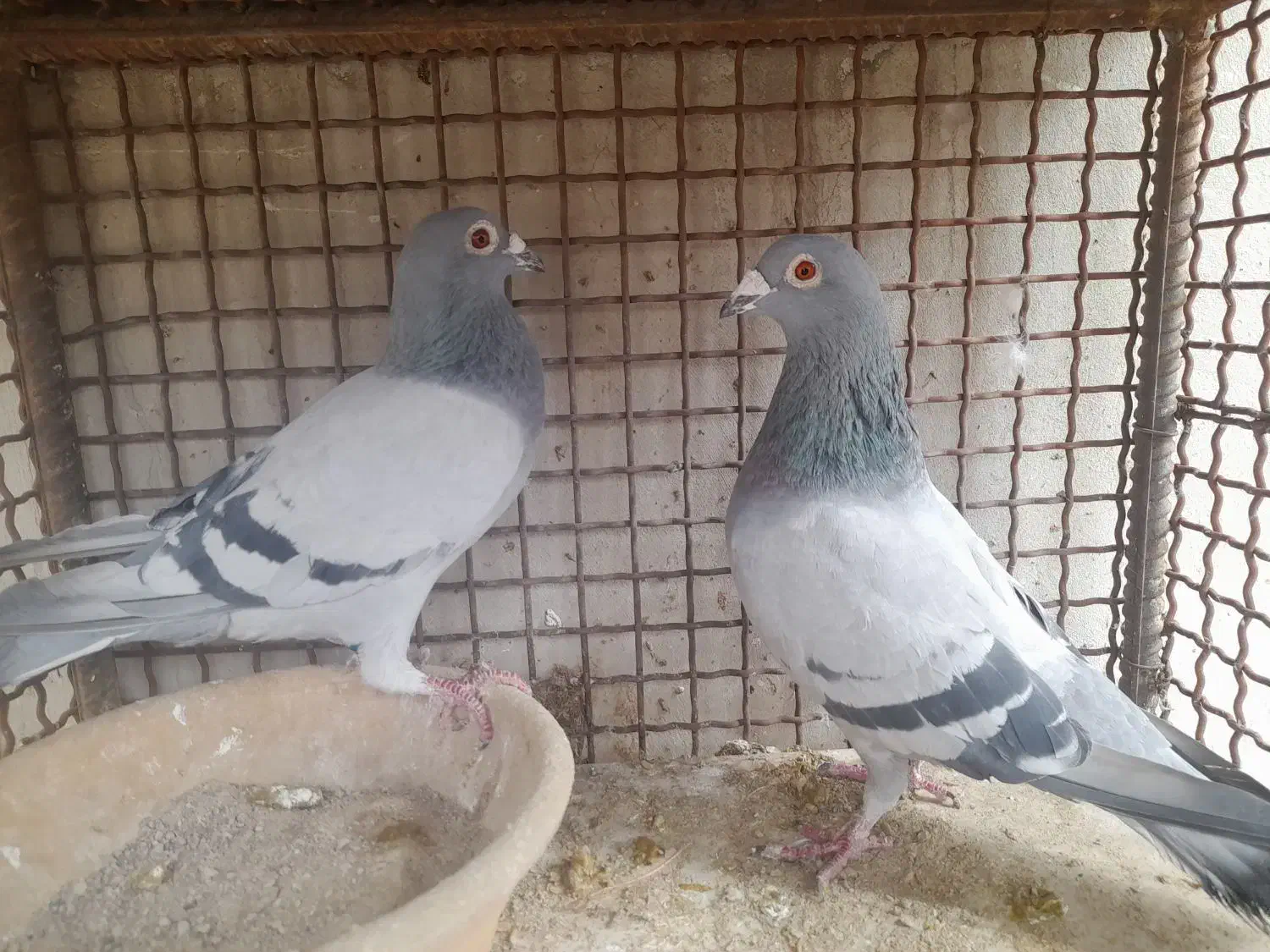 کبوتر|پرنده|مبارکه, |دیوار