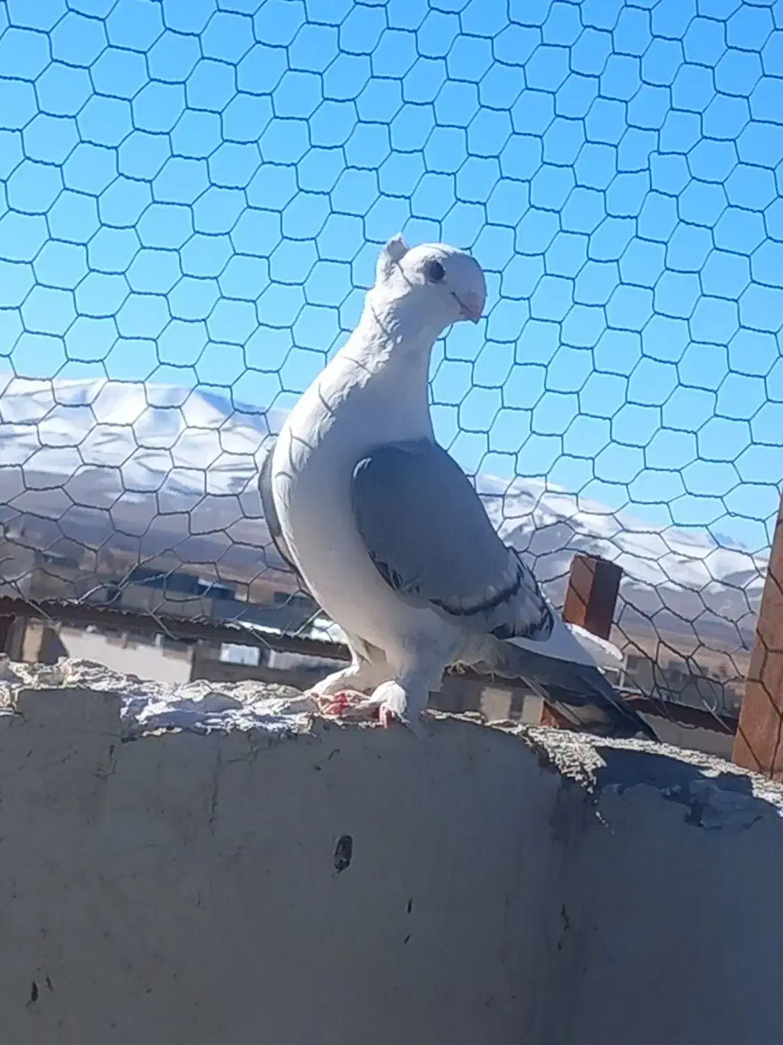 ساتن .شامی .نقش|پرنده|فرخ‌شهر, |دیوار