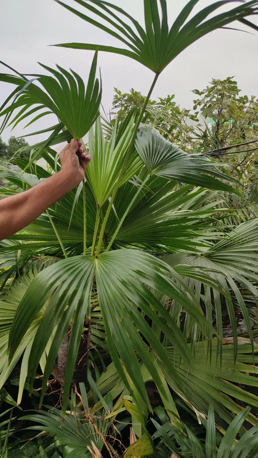 پالم فن چینی|گل و گیاه طبیعی|بندر انزلی, جزیره|دیوار