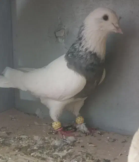 طوقی آنتیک|پرنده|رباط‌کریم, شترخوار|دیوار