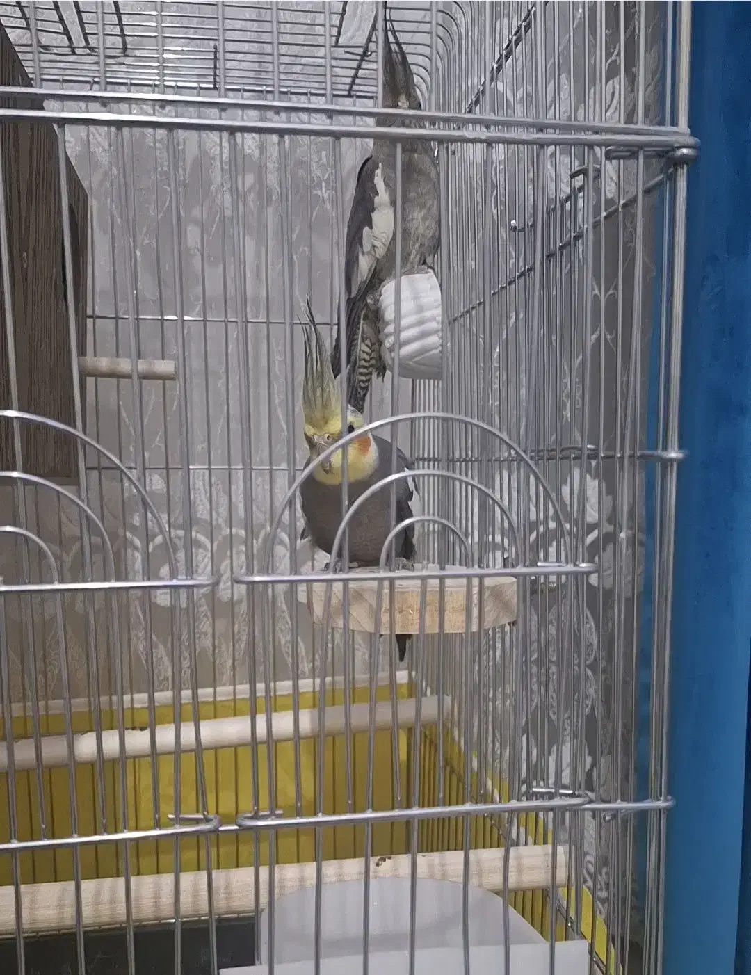 طوطی عروس|پرنده|الوند, |دیوار