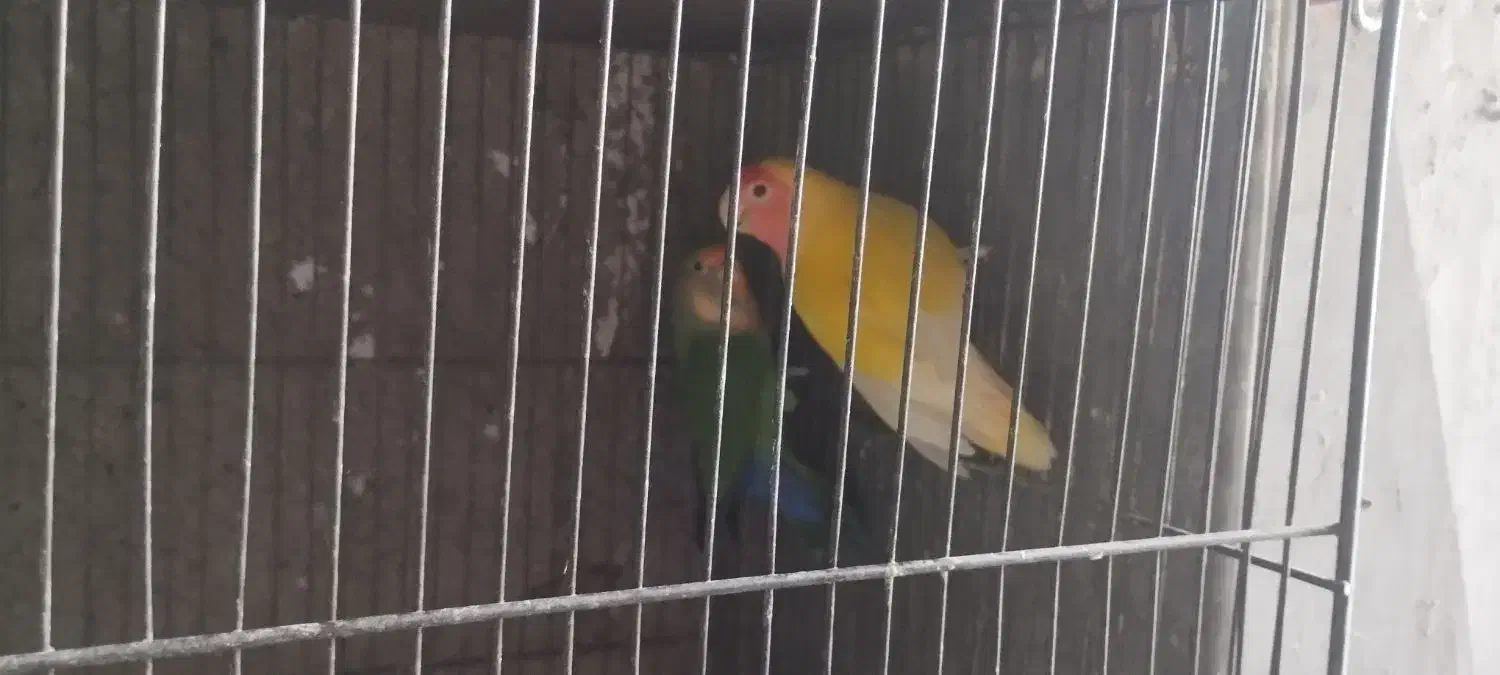 مرغ عشق طوطی برزیلی|پرنده|محمدشهر, ولدآباد بزرگ|دیوار