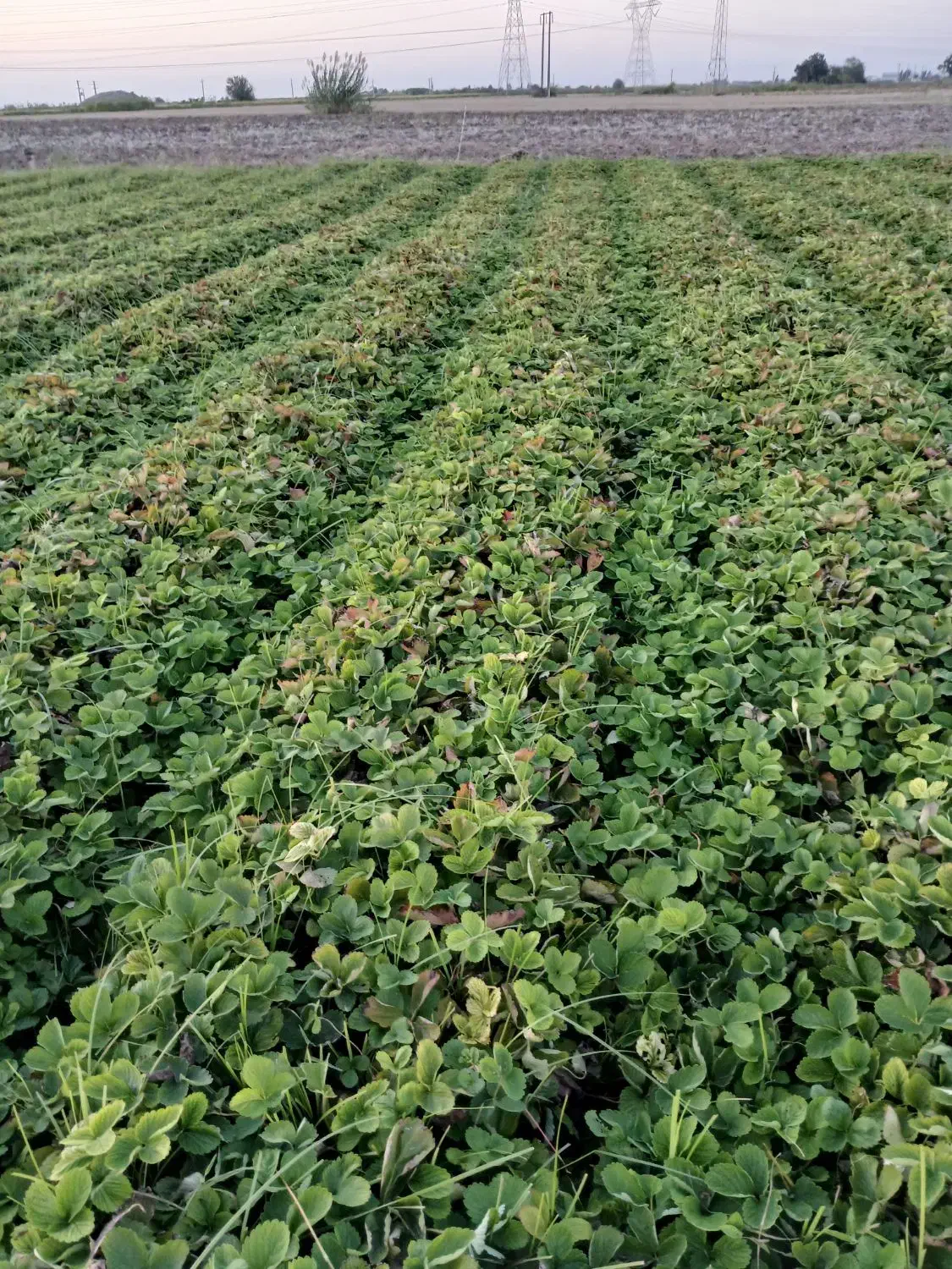 نهال توت فرنگی سابرینا نی ۱۰میلیون|خدمات باغبانی و درختکاری|خان ببین, |دیوار