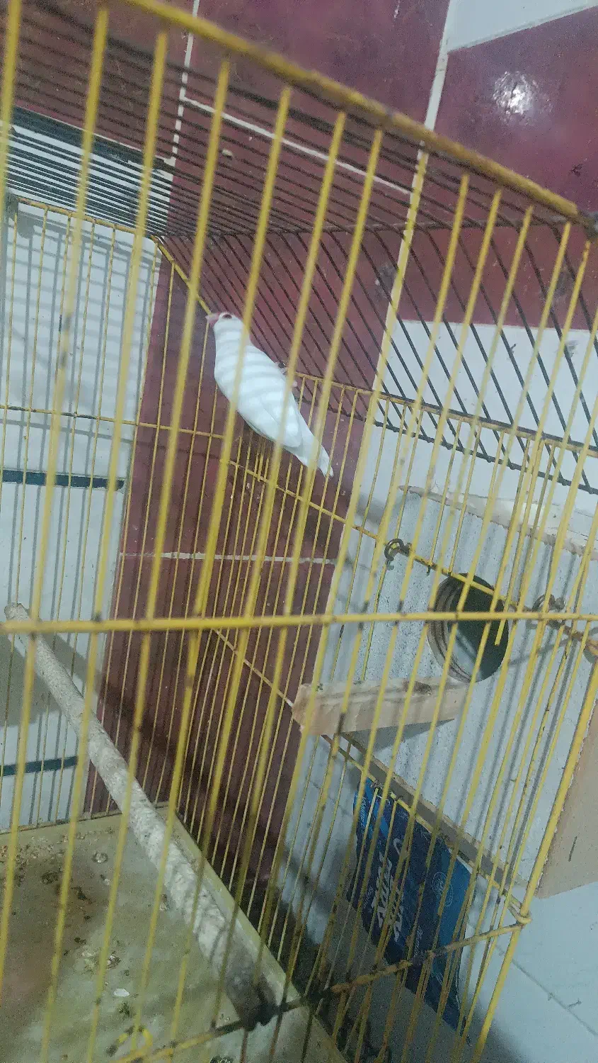 فنج مصری|پرنده|شادگان, |دیوار