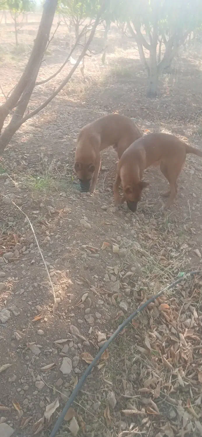 واگذاری سگ|سگ|شازند, |دیوار