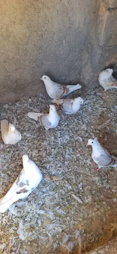 کفترگرده ای|پرنده|زاغه, |دیوار