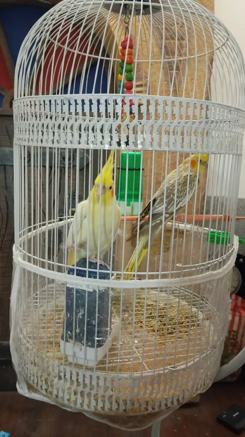 ۲ عدد عروس هلندی|پرنده|مشهد, زمرد|دیوار