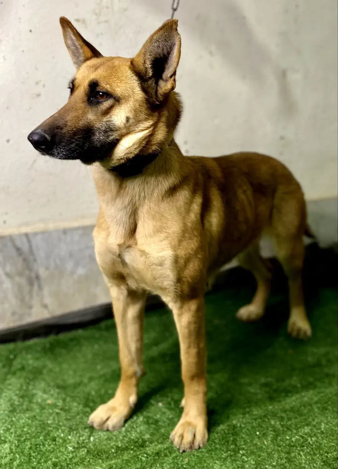 سگ مالنیوز ماده|سگ|ابریشم, |دیوار