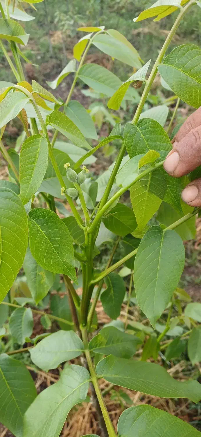 گردو پیوندی چندلر یکساله|گل و گیاه طبیعی|خان ببین, |دیوار