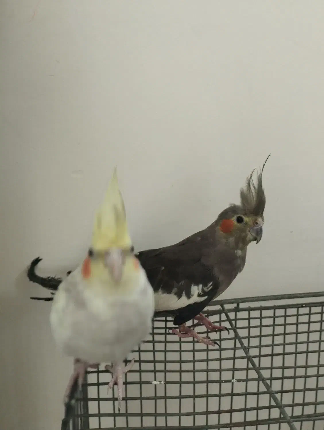 عروس هلندی|پرنده|نوشین شهر, |دیوار