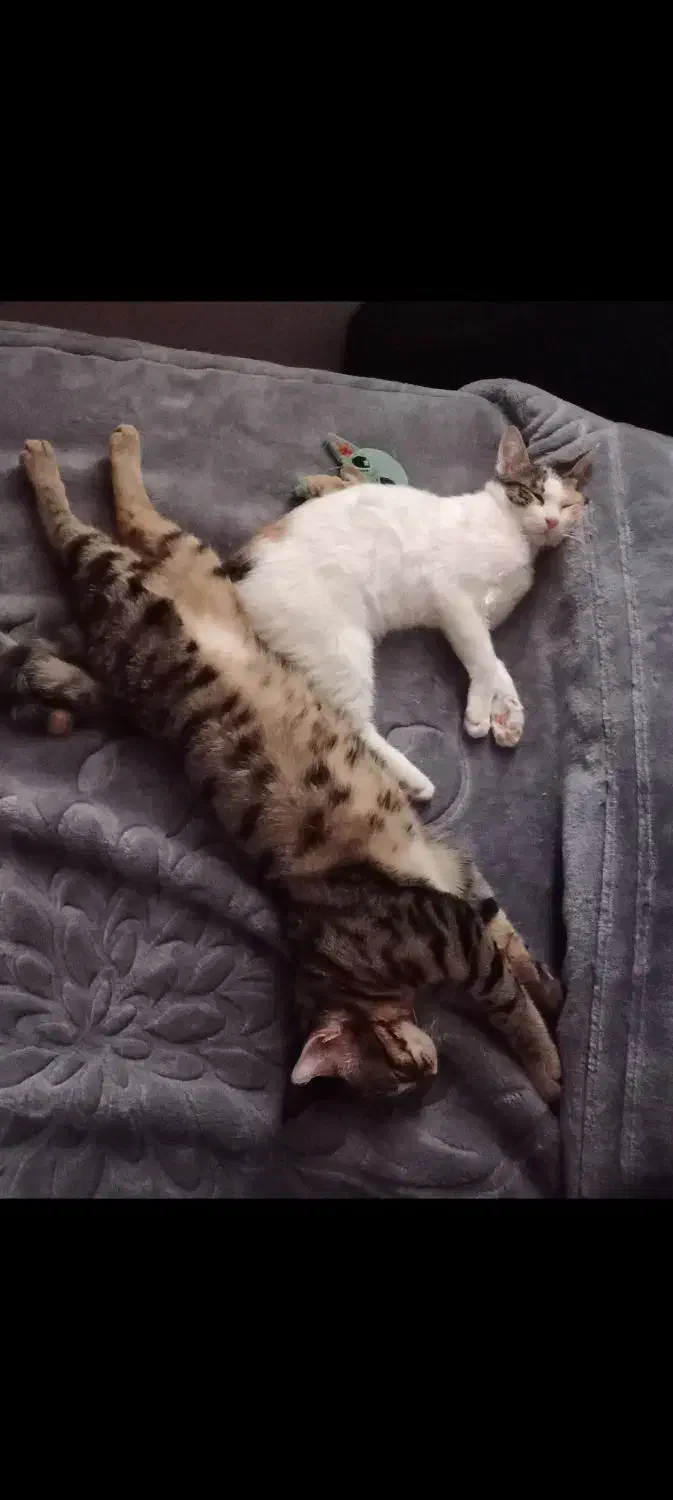 واگذاری ۲ عدد گربه dsh|گربه|تهران, جوادیه|دیوار