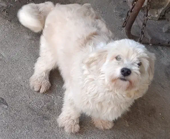 توله سگ پاکوتاه پشمالو|سگ|قائم‌شهر, |دیوار