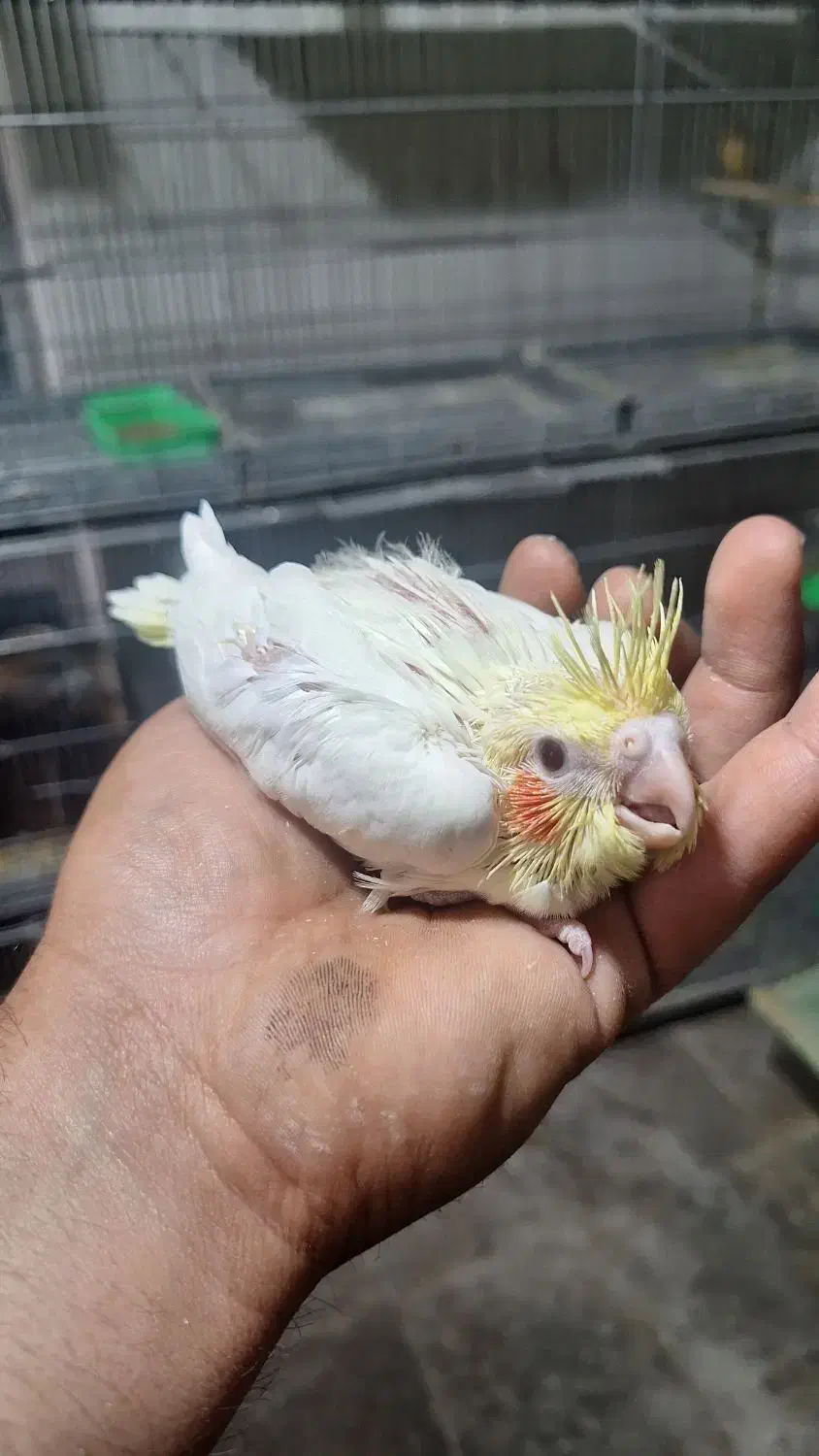 عروس هلندی سرلاکی|پرنده|کازرون, |دیوار