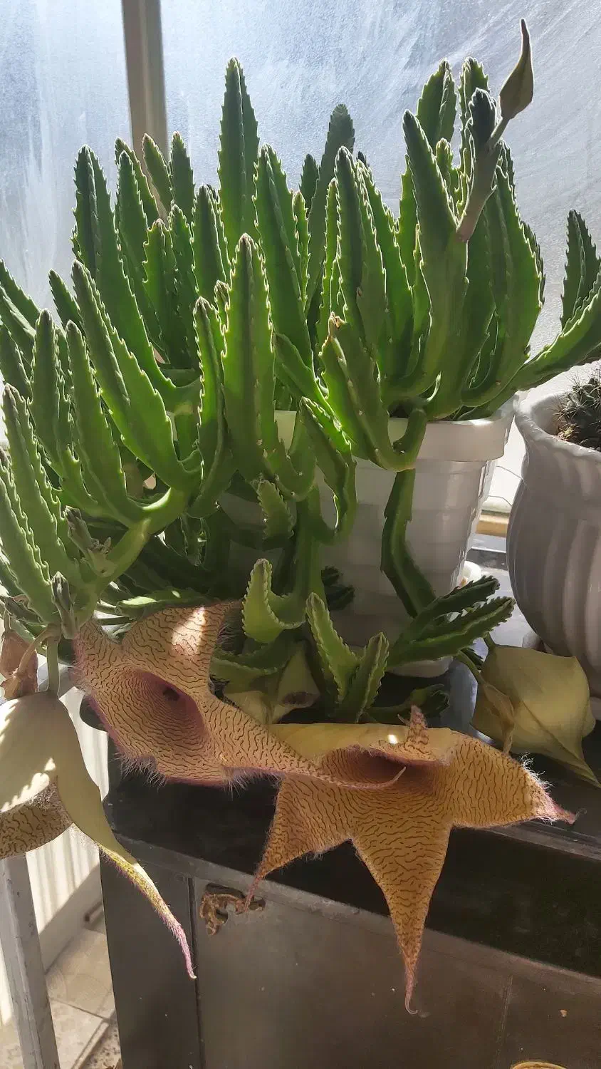 گل با گلدان پر گل|گل و گیاه طبیعی|شیراز, سایت اداری|دیوار