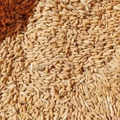 گندم بذری 1 پیشگام آبی ودیمی و سمنویی|خدمات باغبانی و درختکاری|داران, |دیوار