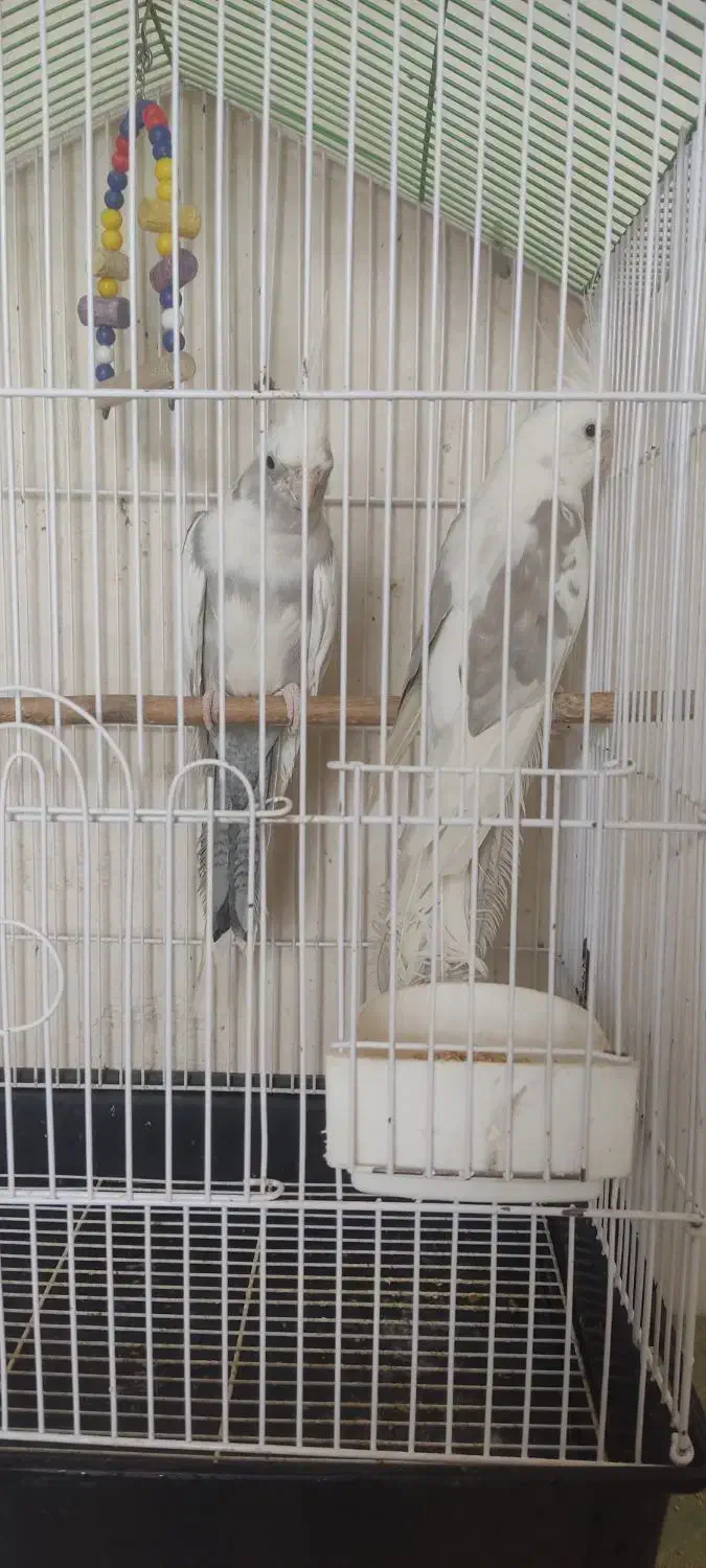 عروس هلندی|پرنده|ماکو, |دیوار