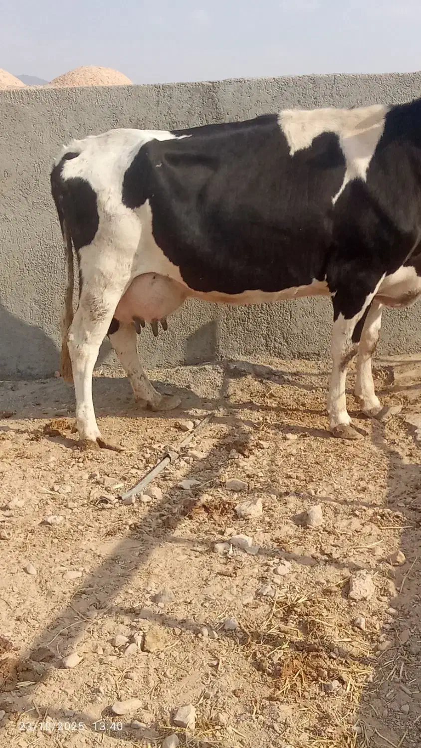 گاو جوان|حیوانات مزرعه|سده (خراسان جنوبی), |دیوار