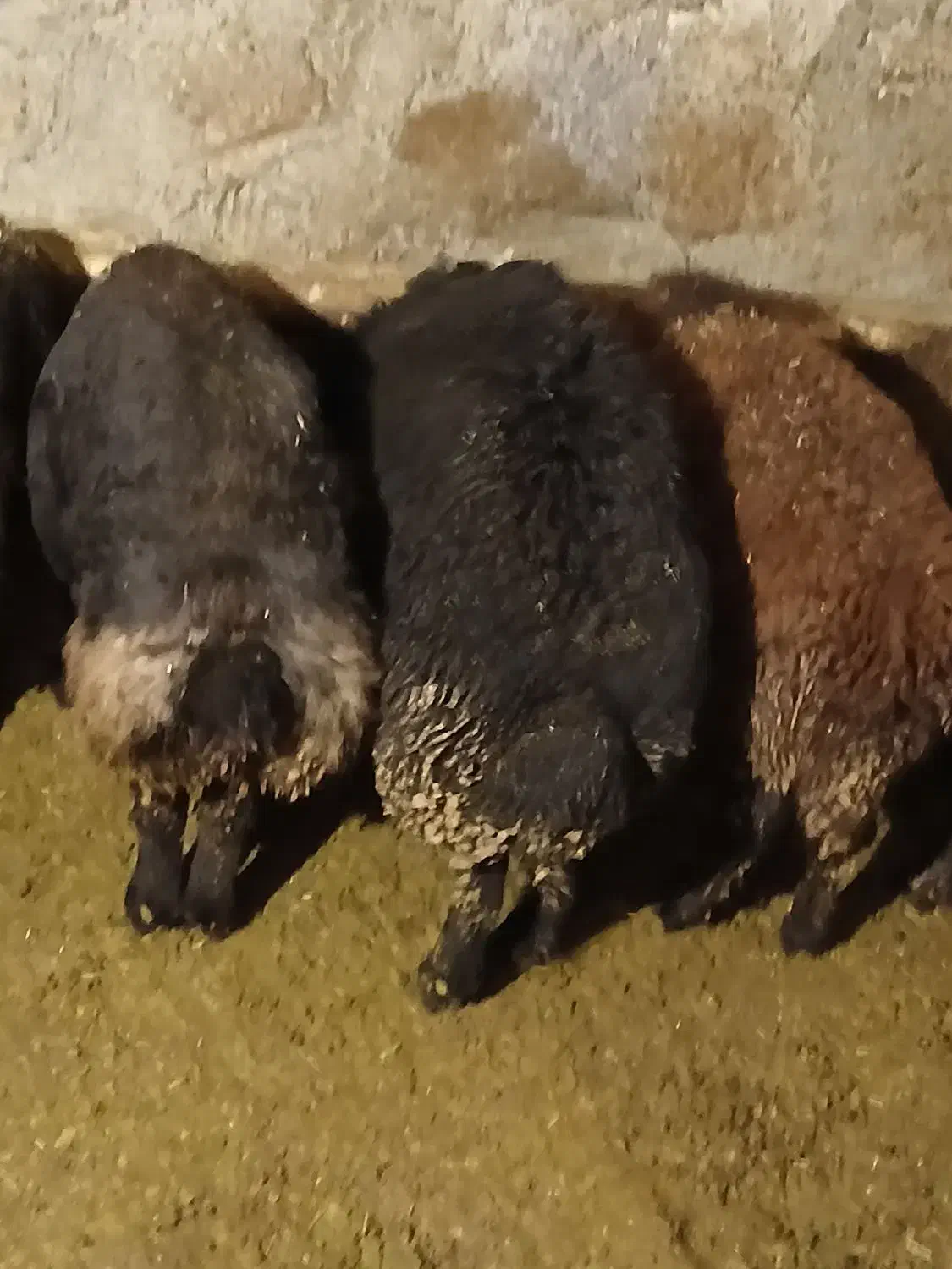 فروش بره|حیوانات مزرعه|دهگلان, |دیوار