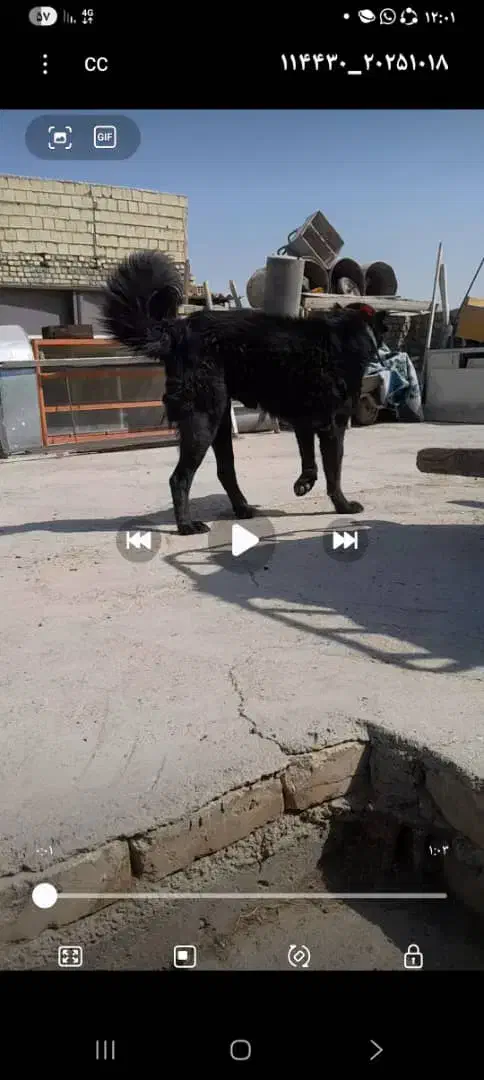 گمشده|سگ|عسگران, |دیوار