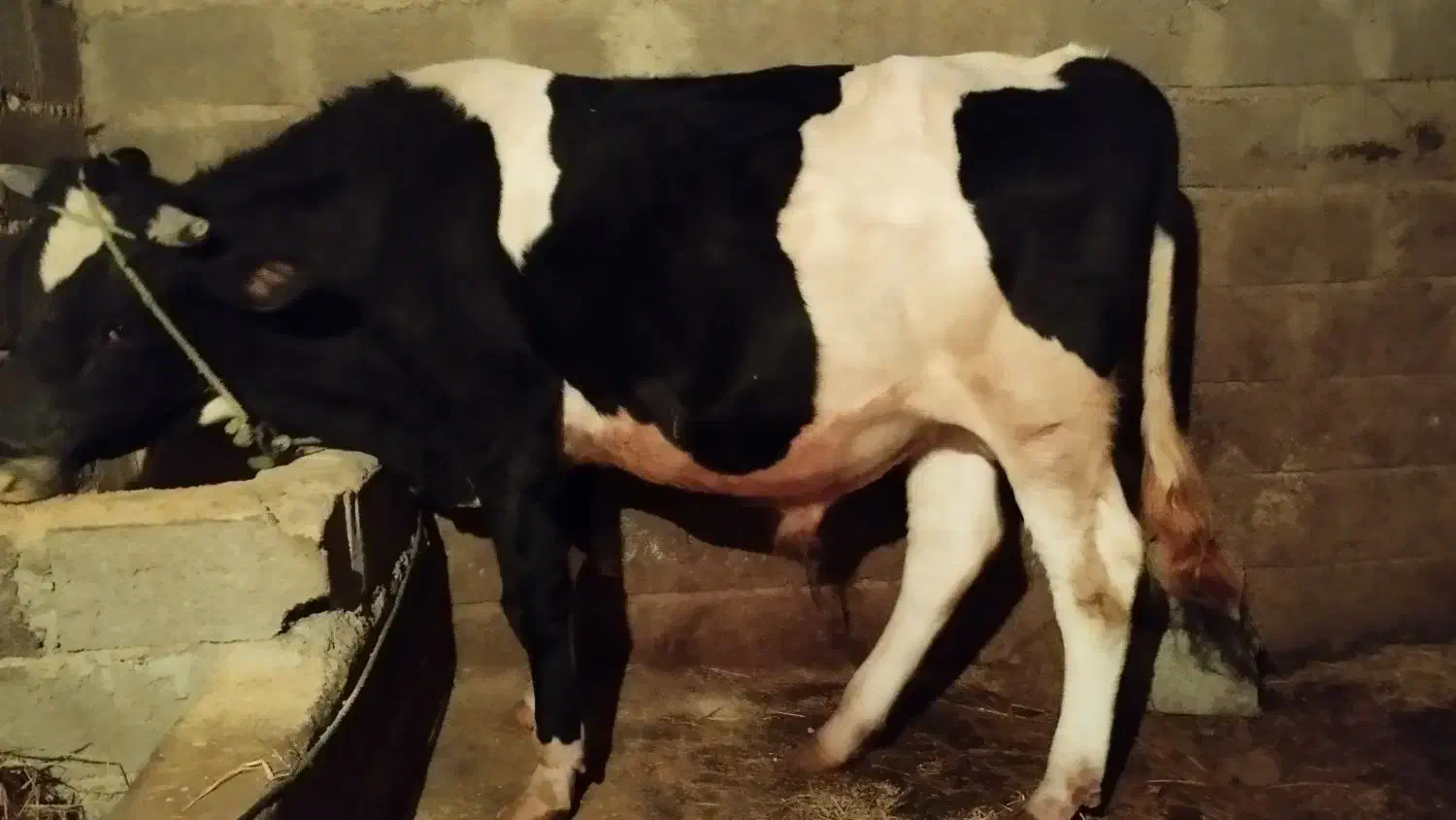 گوساله نر گوشتی|حیوانات مزرعه|آستانه اشرفیه, |دیوار
