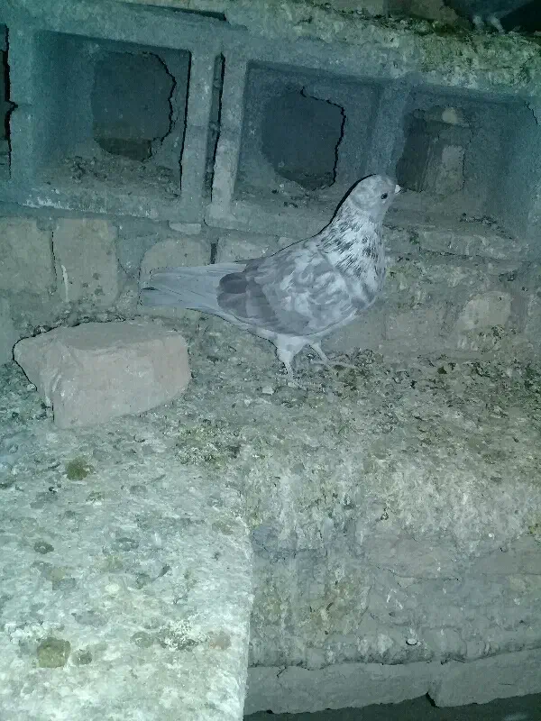 کفتر|پرنده|گلپایگان, |دیوار