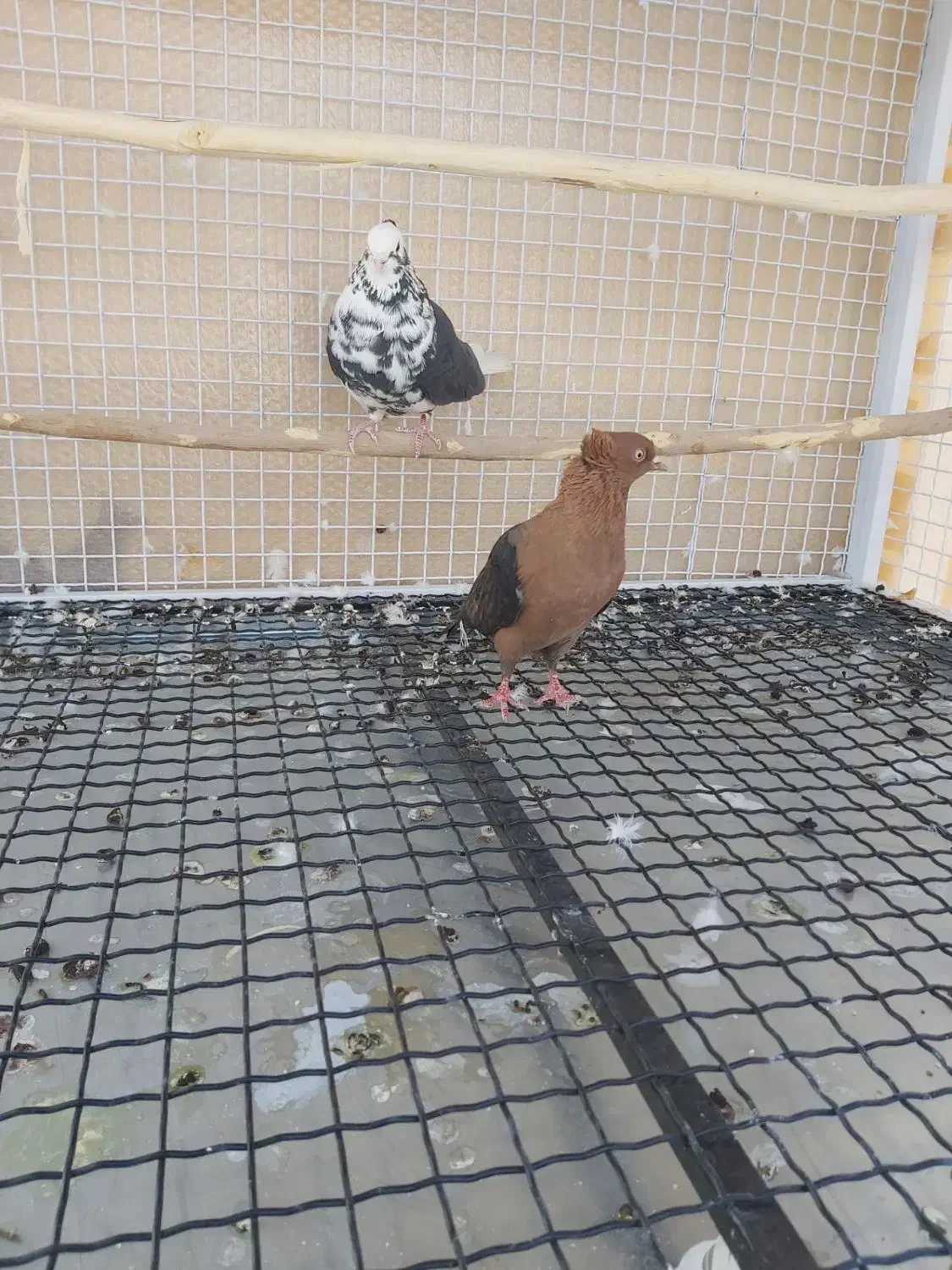 دوتا کفتر کاکلی غریب گیری|پرنده|هشتگرد, فاز ۷ مهستان|دیوار