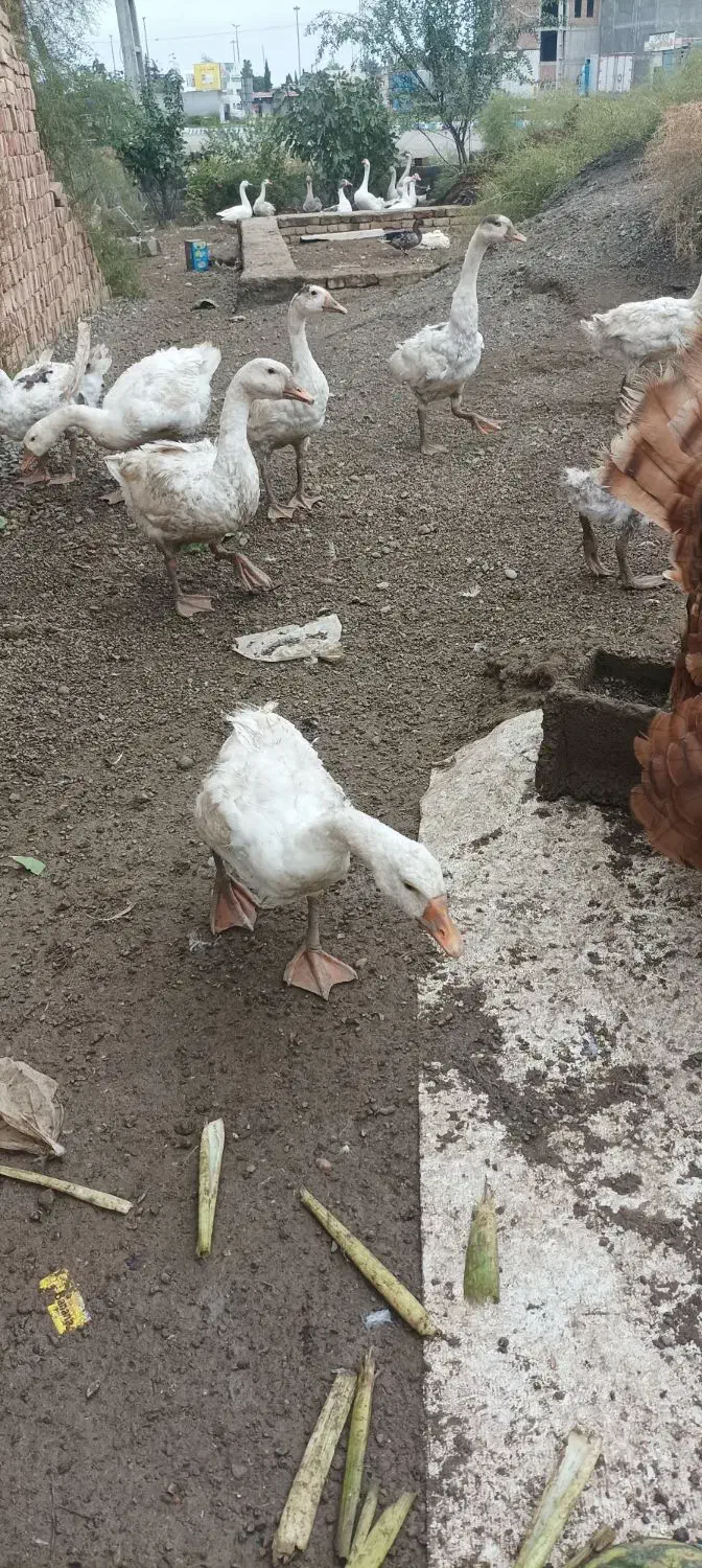 غاز قو|حیوانات مزرعه|بیله سوار, |دیوار