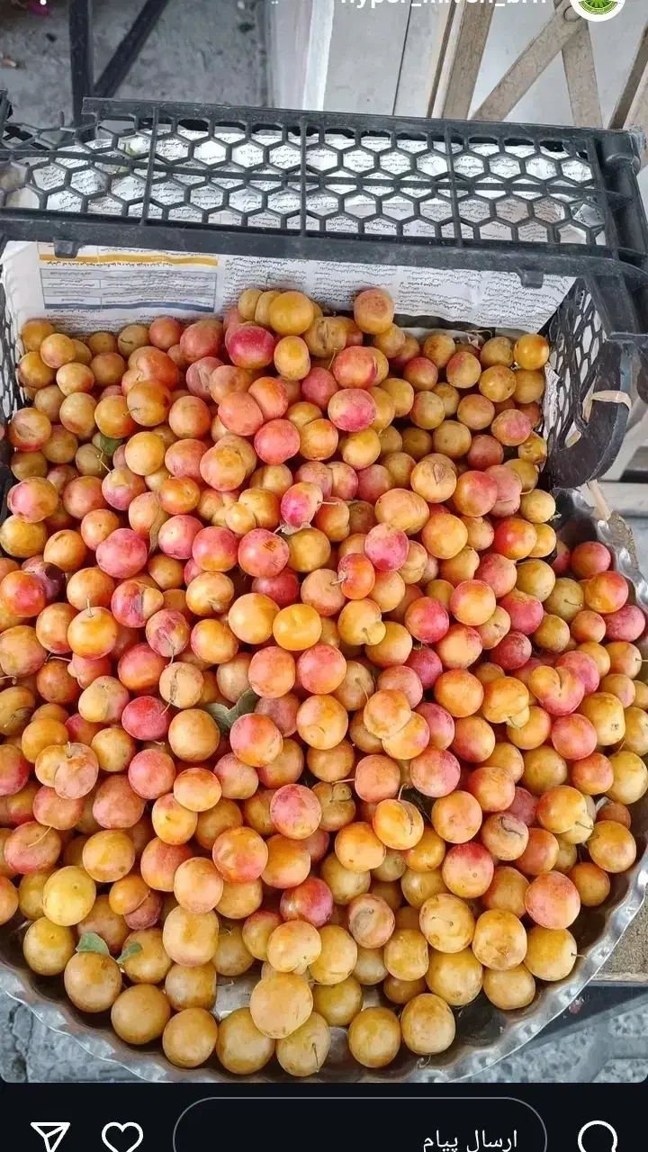 کار در میوه فروشی|استخدام خدمات فروشگاه و رستوران|بروجن, |دیوار