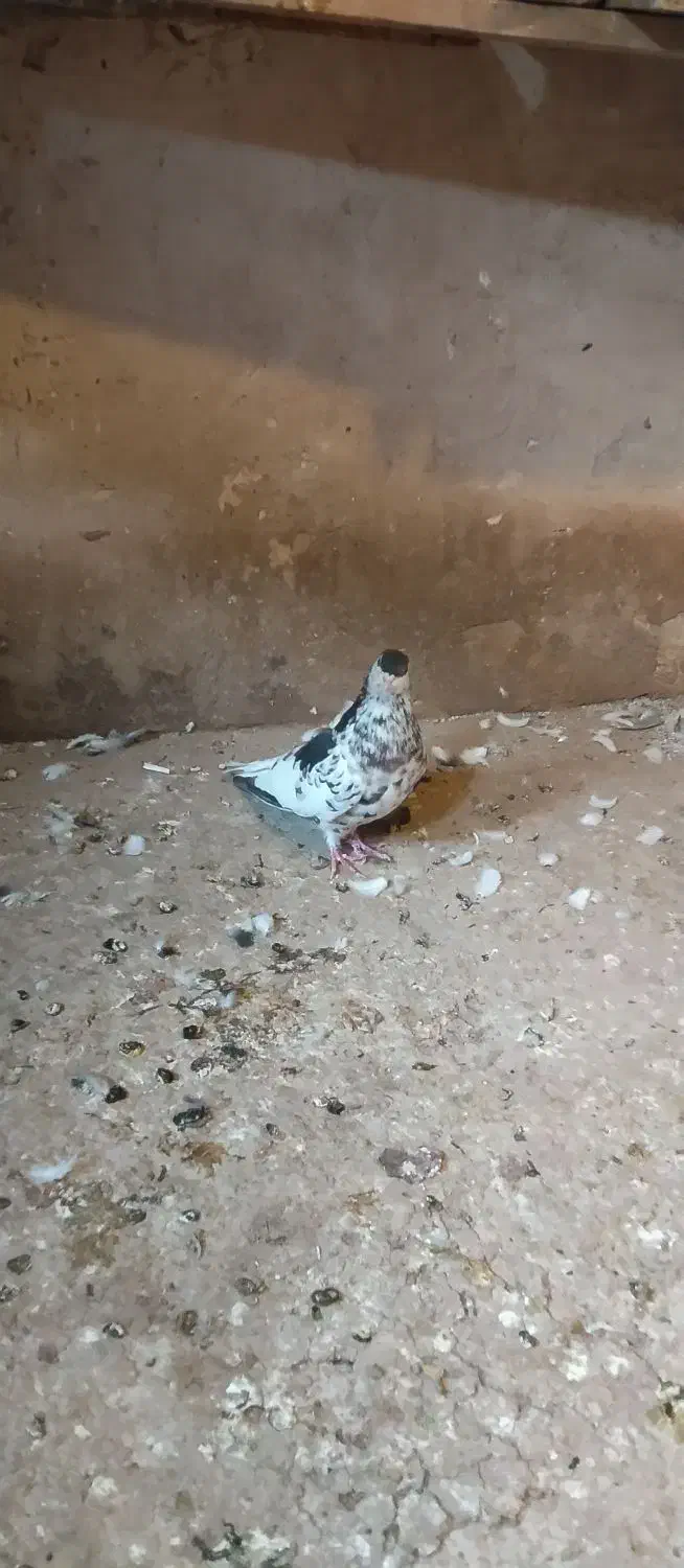 کبوتر|پرنده|تربت‌حیدریه, بالا ولایت|دیوار