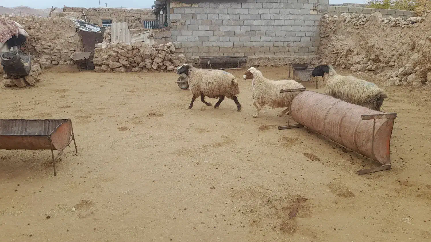 میش چاق داشتی لری|حیوانات مزرعه|پلدختر, |دیوار