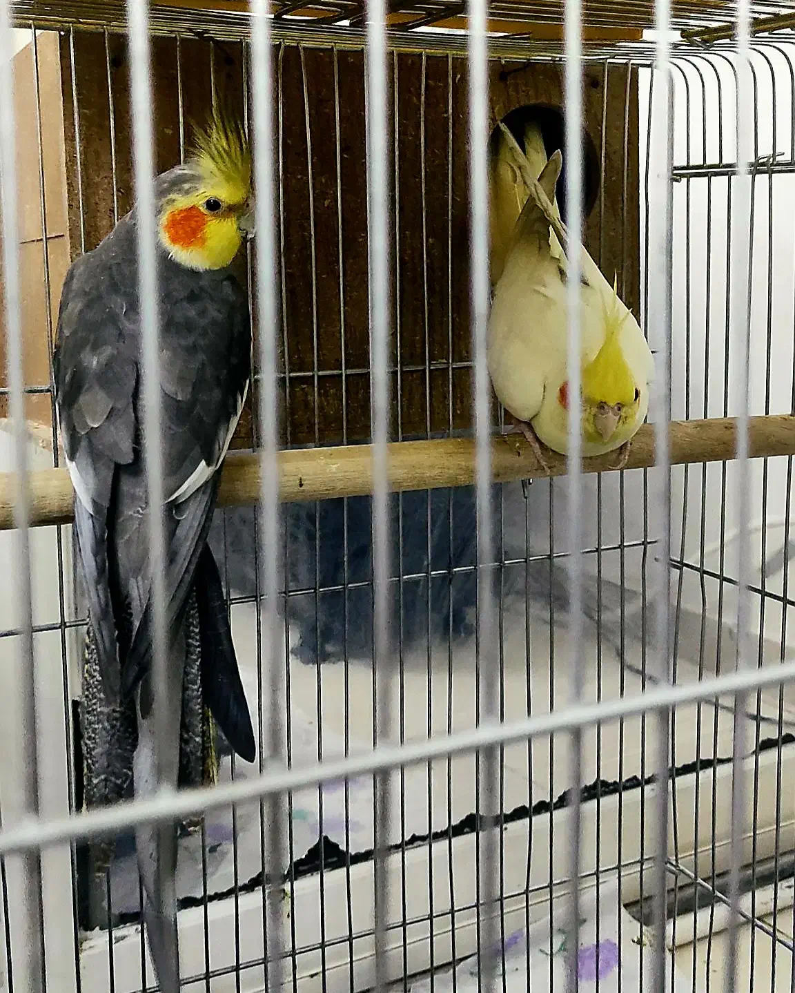 عروس هلندی جفت مولد|پرنده|محمدشهر, شهرک پیام (مهرالبرز)|دیوار