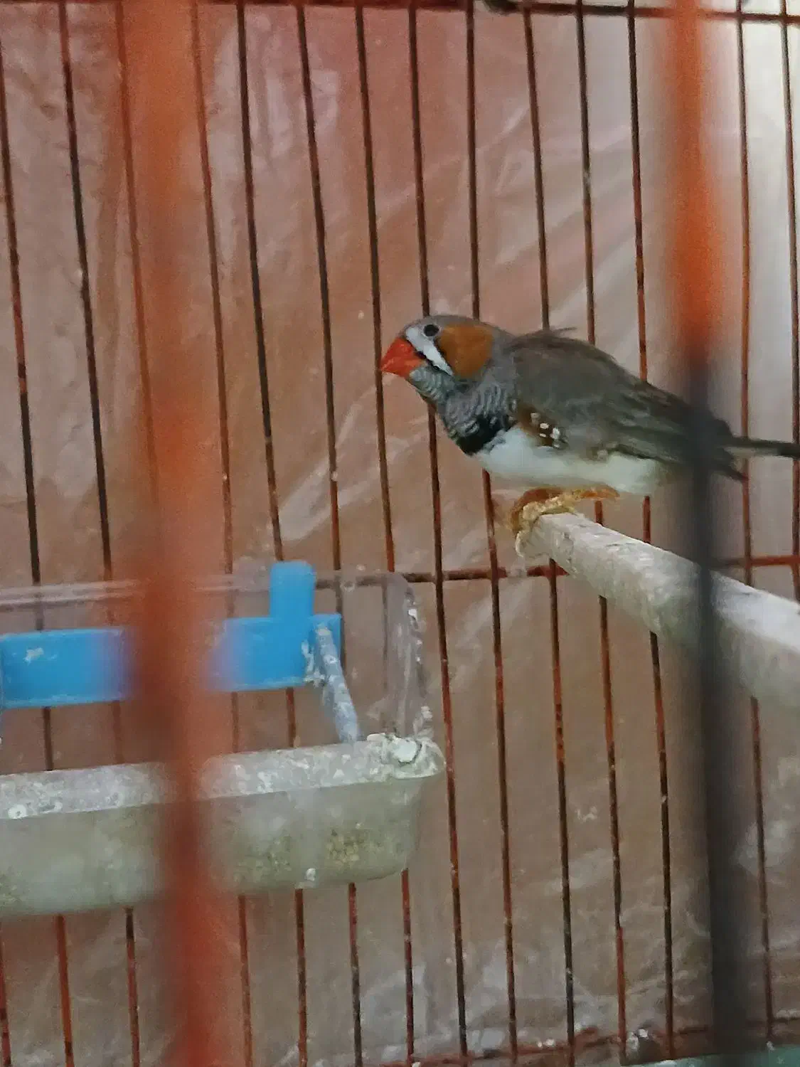 فنچ نر|پرنده|دورود, |دیوار