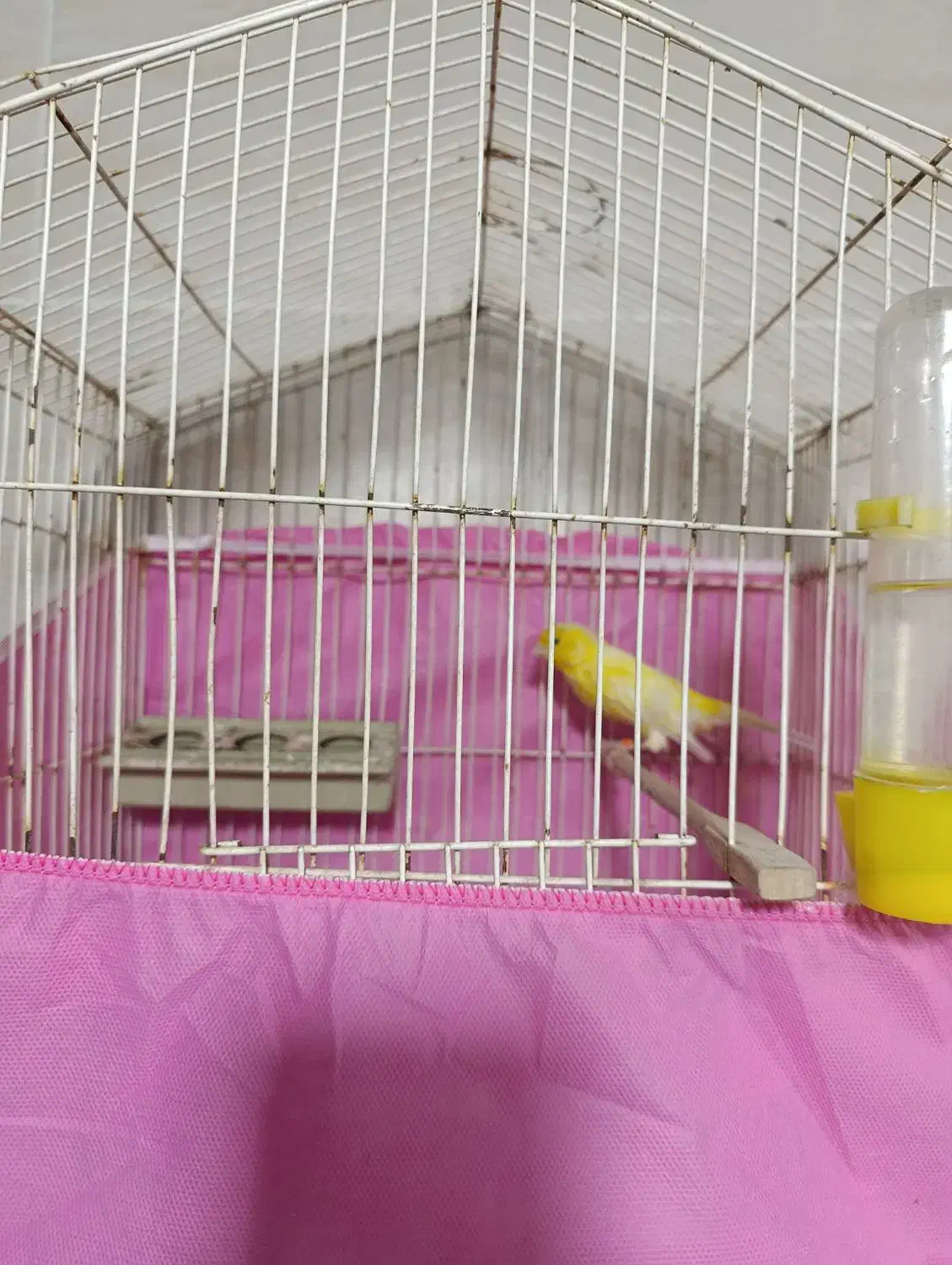 قناری|پرنده|اشتهارد, |دیوار