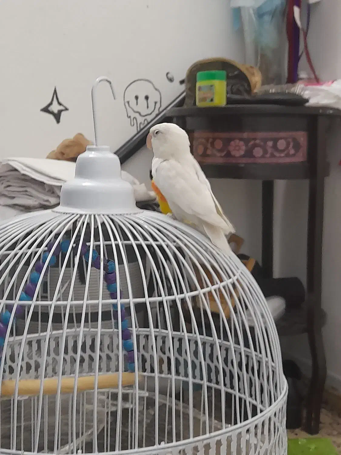 طوطی کوتوله دستی|پرنده|مشهد, نوید|دیوار