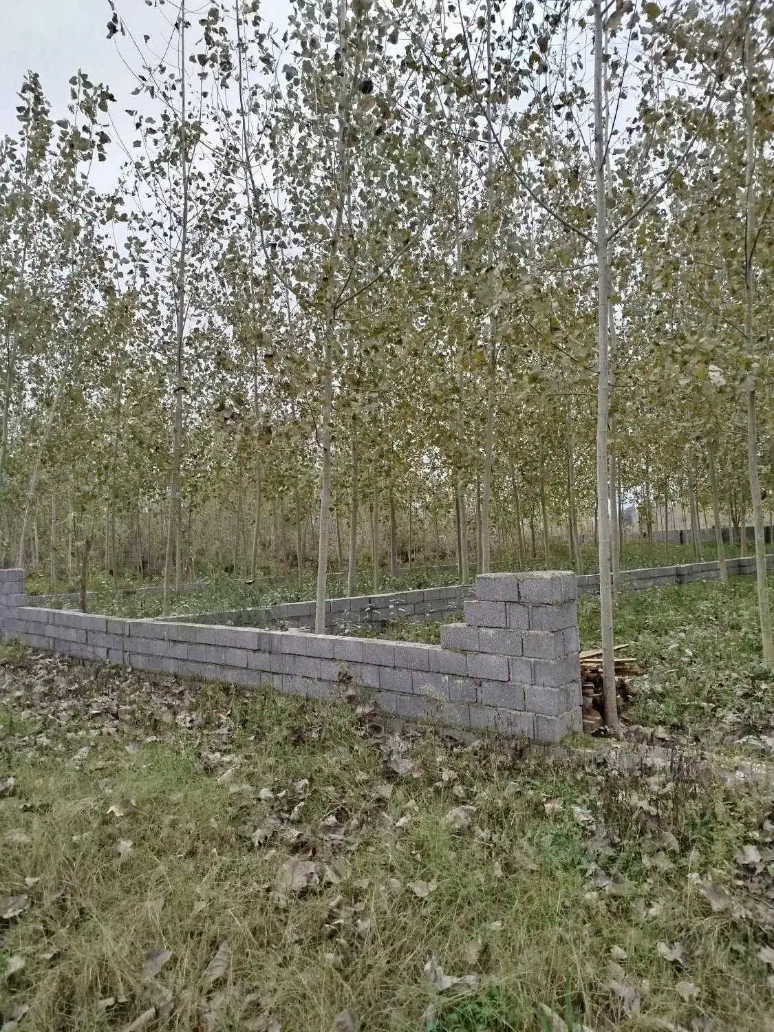 سه قطعه زمین باغی داخل طرح در رودبنه|فروش زمین و ملک کلنگی|لاهیجان, لیل|دیوار