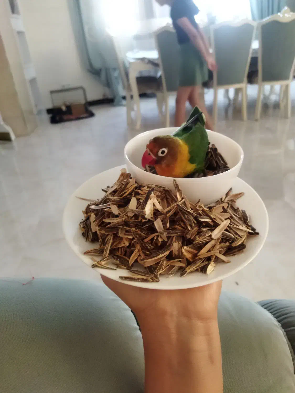 طوطی برزیلی کوتوله|پرنده|شاهین‌شهر, خانه کارگر|دیوار